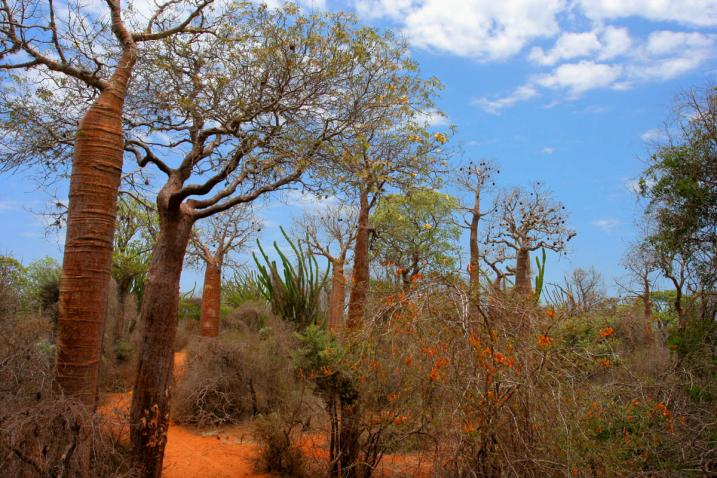 马达加斯加Ifaty地区的刺森林，林中有各种猴面包树、亚龙木（马达加斯加仙人掌）和其他植被。图片来源：JialiangGao, www.peace-on-earth.org/维基共享资源