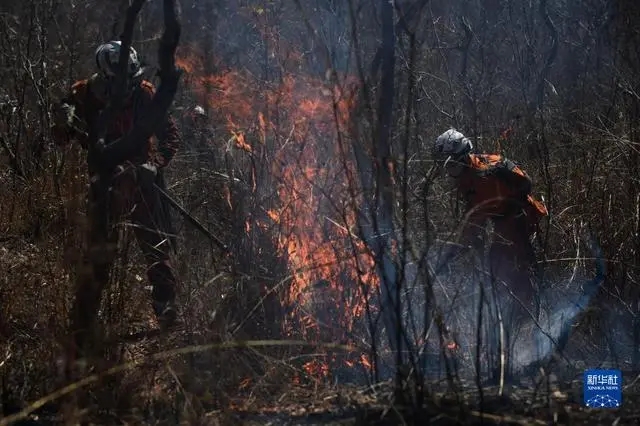 巴西巴伊亚州发生大面积森林火灾