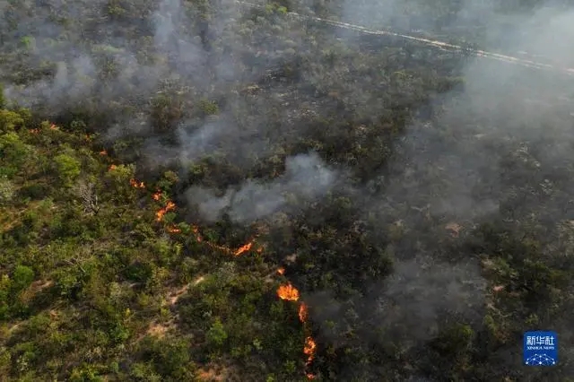 巴西巴伊亚州发生大面积森林火灾